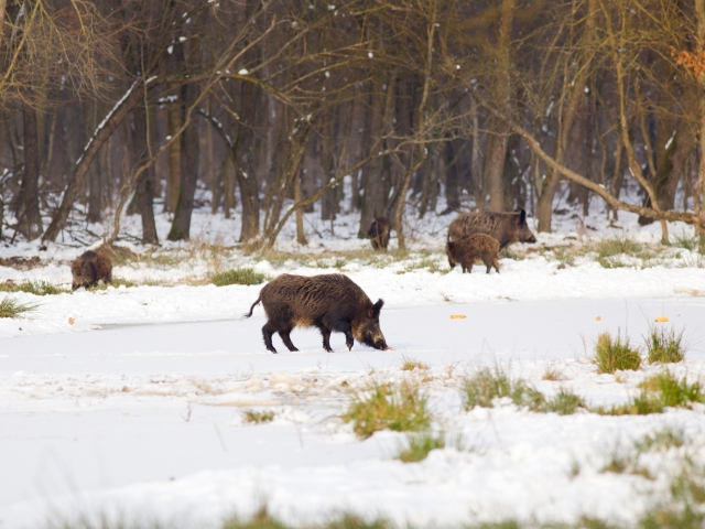 diviak, šumava, rádioaktivita, zima, sneh, les
