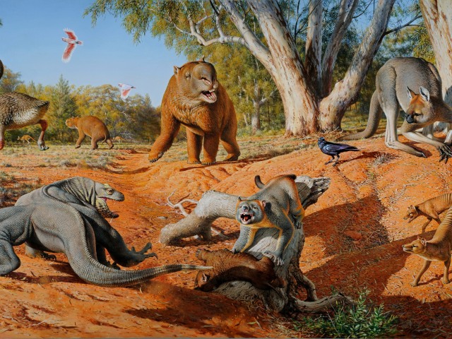 megafauna, Austrália, príroda, zvieratá, kengura, vombat, vtáky