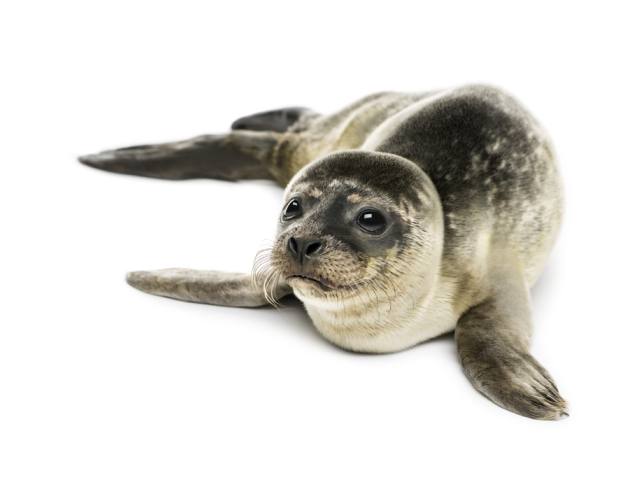 tuleň
