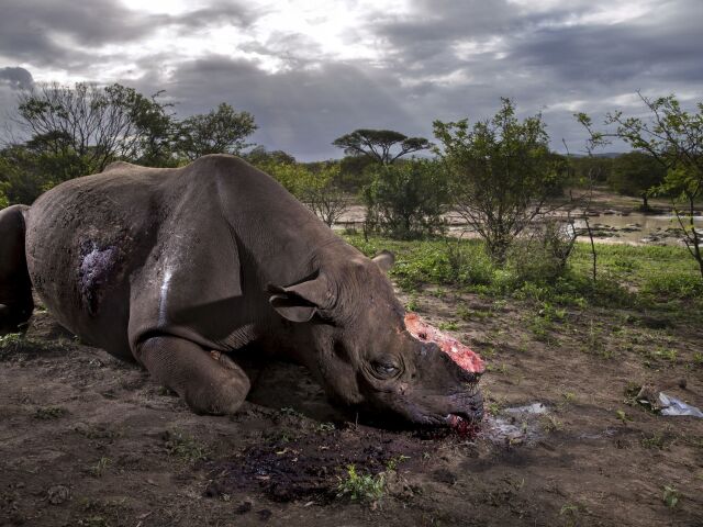 World Press Photo