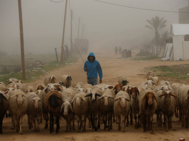 Gaza, pásmo Gazy, pastier, stádo, ovce
