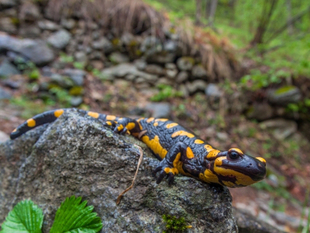salamandra, dna, regenerácia, gény