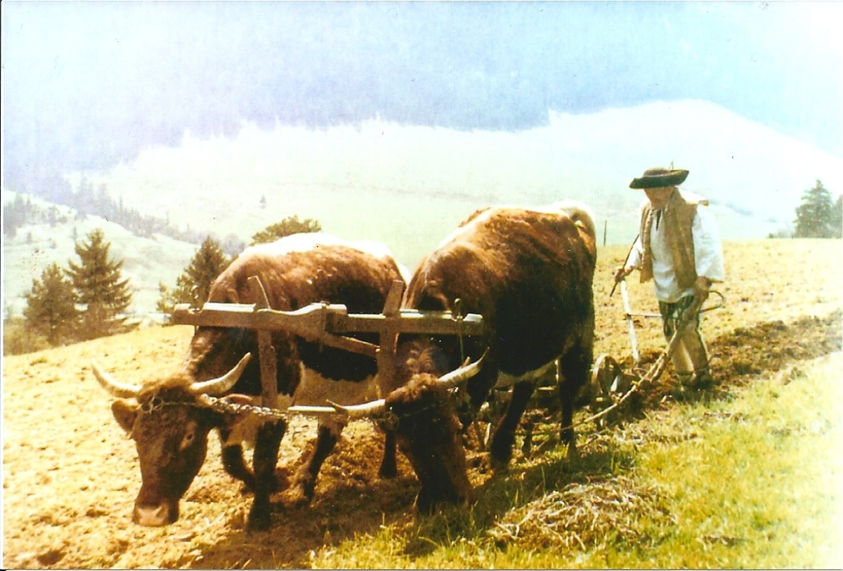 Prvá jarná orba, žaškov