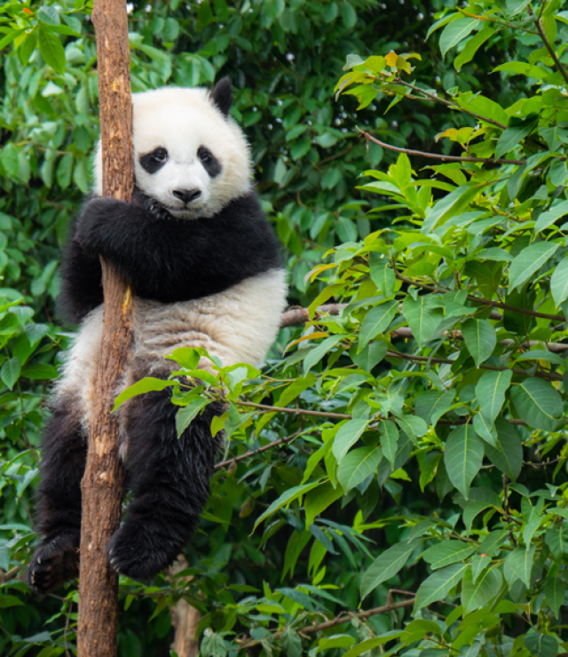 panda, les, strom,