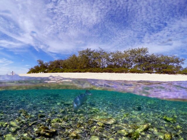 ostrov, koraly, more, ostrov Lady Elliot Island, Austrália