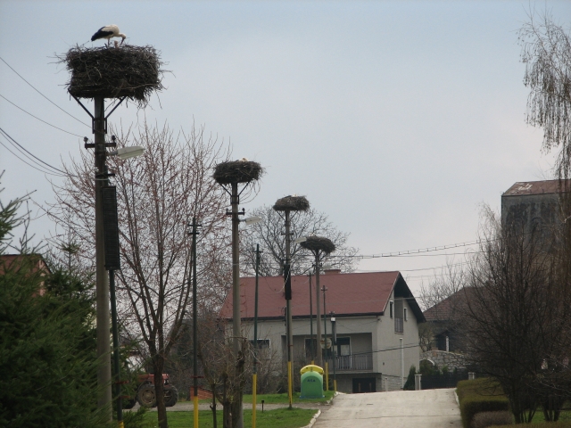 bocian, bocian biely, bocianie hniezda, bociania ulica,