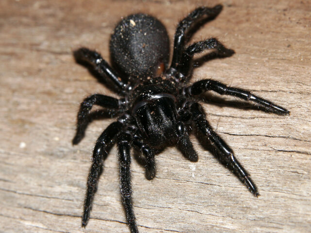 pavuk