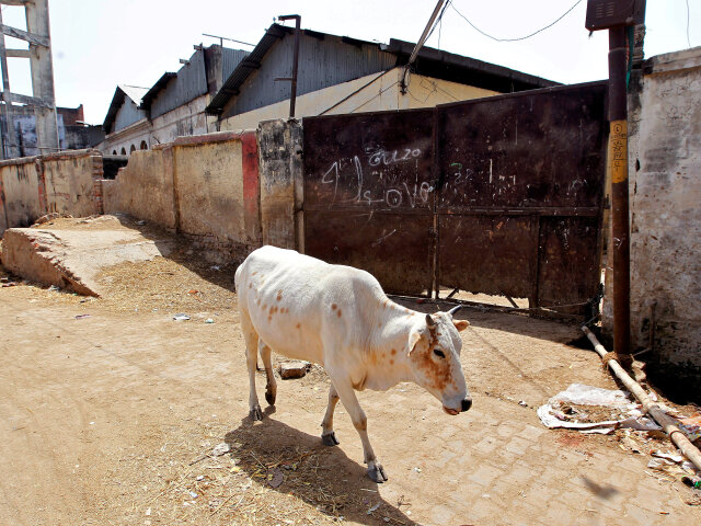 krava, India