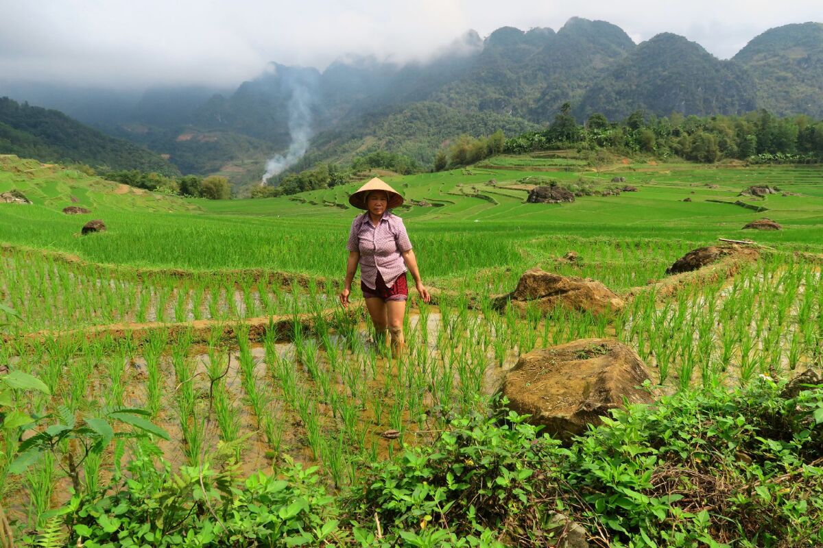 Vietnam, ryžové polia, pestovanie