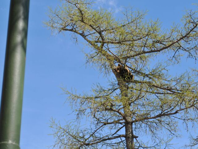 smokovec, medved,