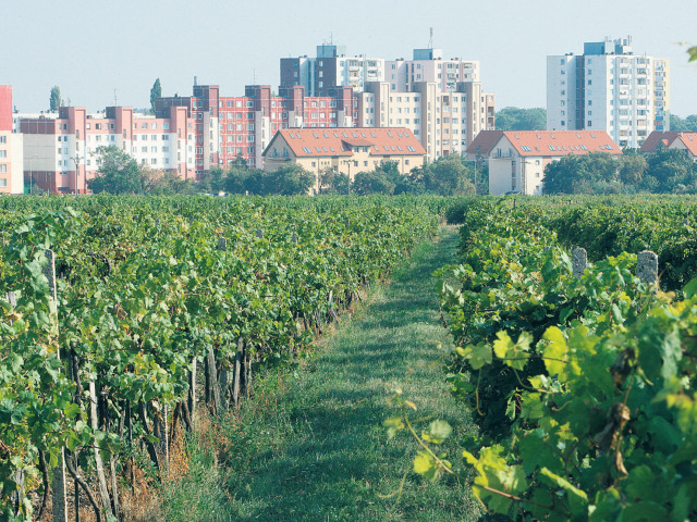 hrozno, víno, vinice, vidiek, mesto