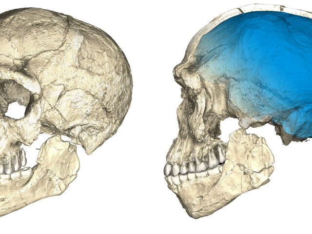Lebka homo sapiens