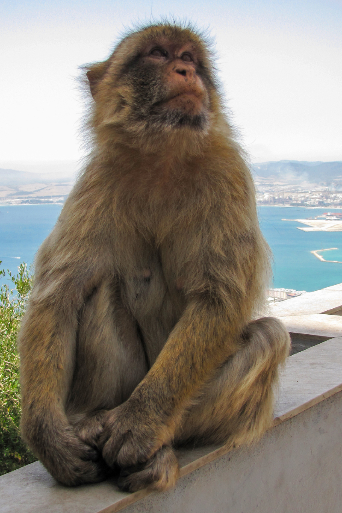 Gibraltár, opica,