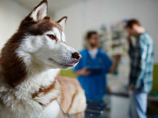 pes, doktor, veterinár