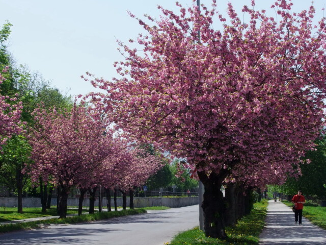 sakura, Trenčín