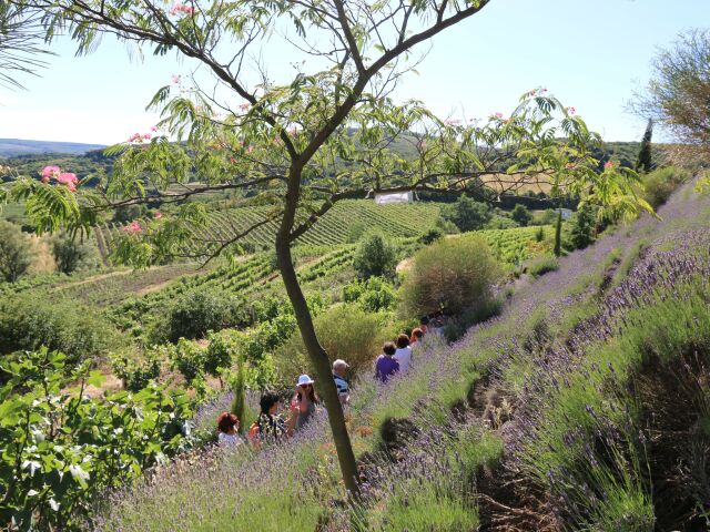 pezinok, levandula, vinohrad,