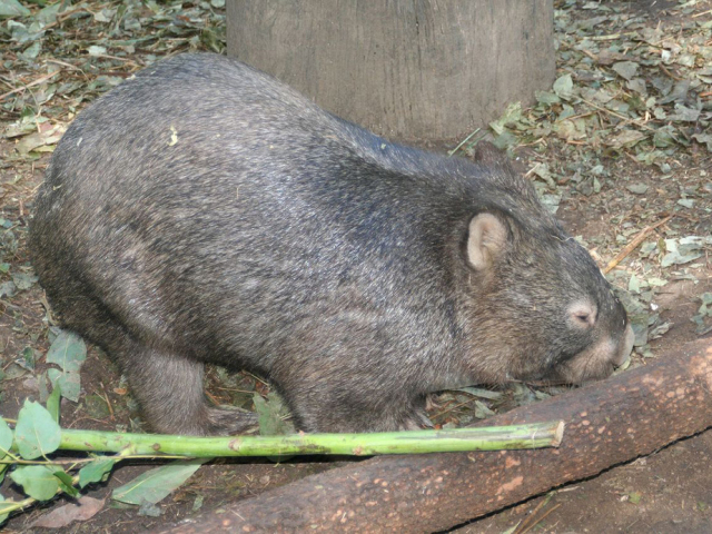 wombat