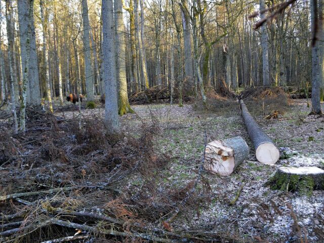 Bialowiežský prales, Poľsko