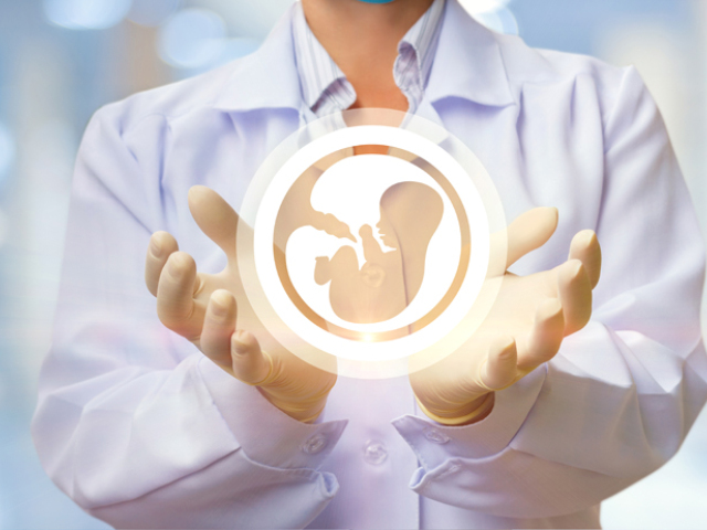 embryo