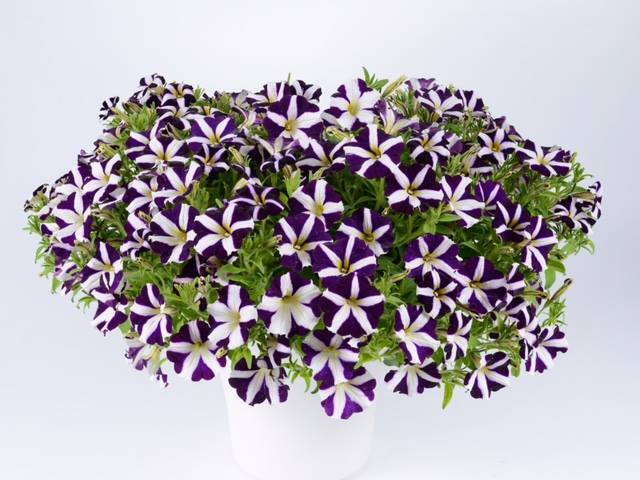 petúnia, amore purple, kvet, letnička,