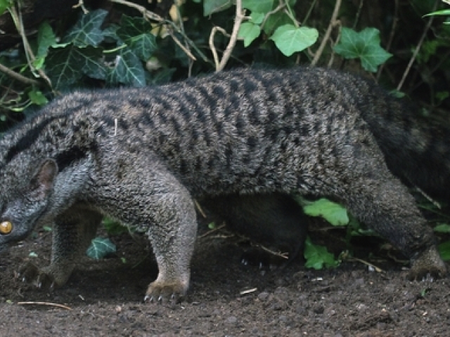 nandínia, Bojnická ZOO