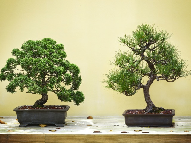 bonsai