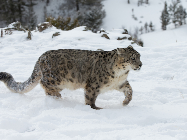 leopard snežný