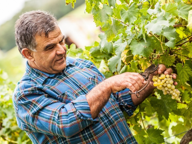 pracujúci, dôchodca, hrozno, vinič, víno