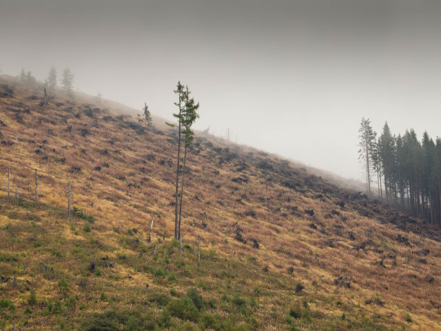 les, rúbanisko, Nízke Tatry