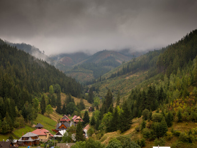 Vyšná Boca, les, rúbanisko, Nízke Tatry