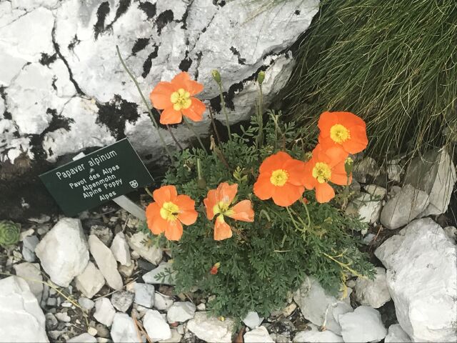 papaver alpský, kvet, Alpy, botanická záhrada