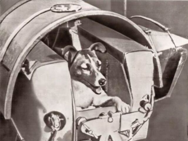 Lajka, Sputnik II