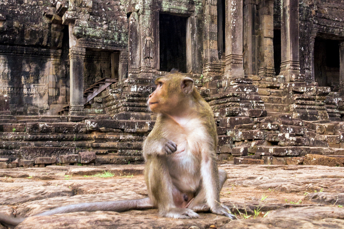 Siem Reap, Kambodža, Angkór Vat, opica