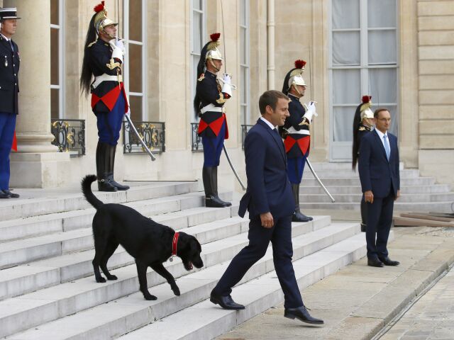 nemo, pes, macron