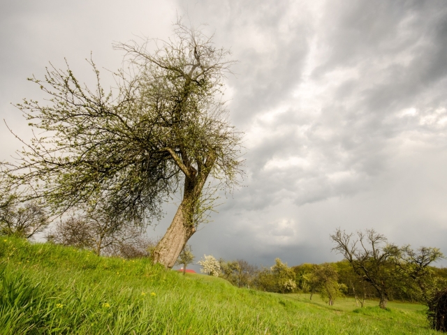 jablon, strom, bosaca, strom roka