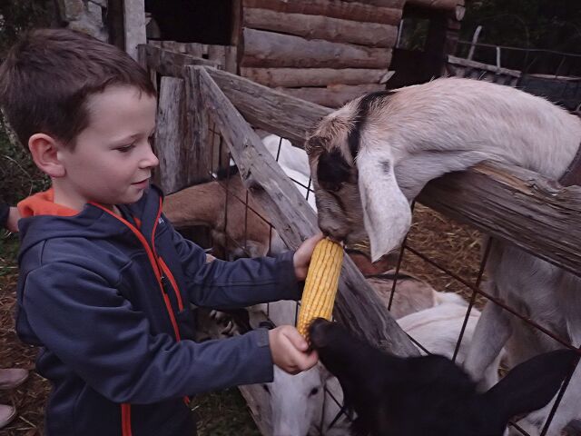 Abeland, ranč, Lozorno, kozy, kŕmenie