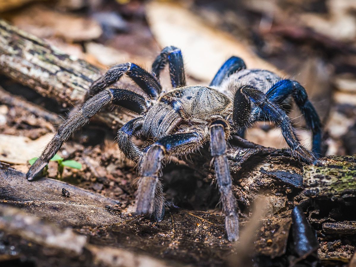 Haplopelma lividum  Cobalt blue tarantula cropped