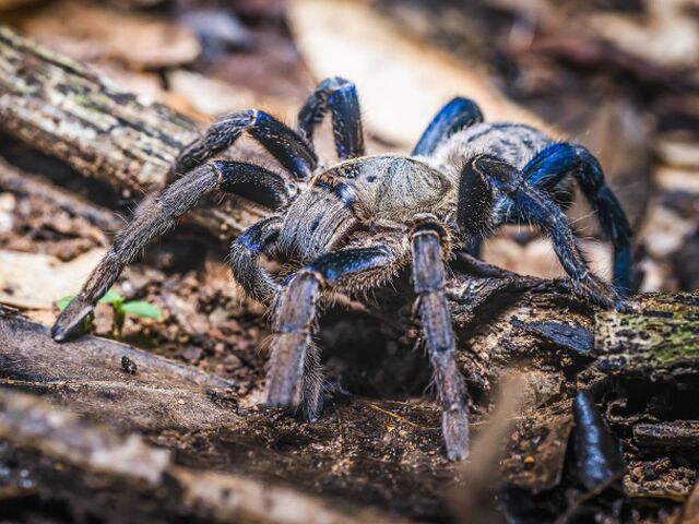 Haplopelma lividum  Cobalt blue tarantula cropped