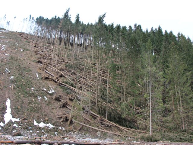 vratna dolina, kalamita, stromy