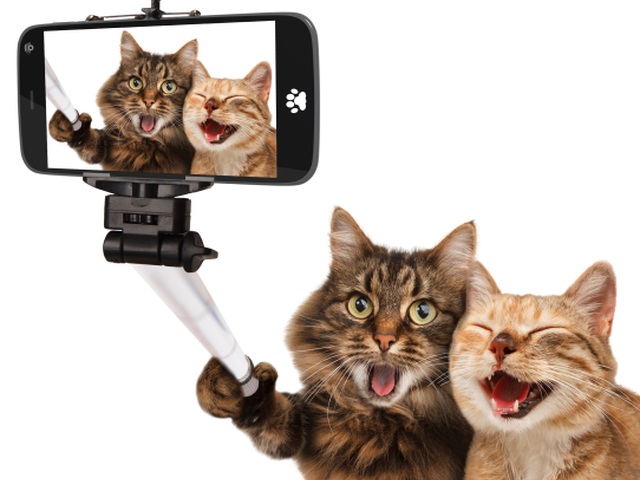 selfie, fotografia, mačky