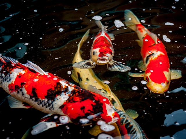 kapre, ryby, koi