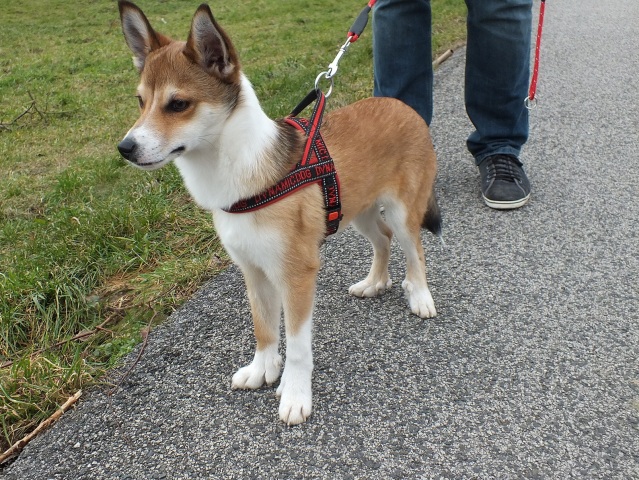 lundehund, pes, záchranár,
