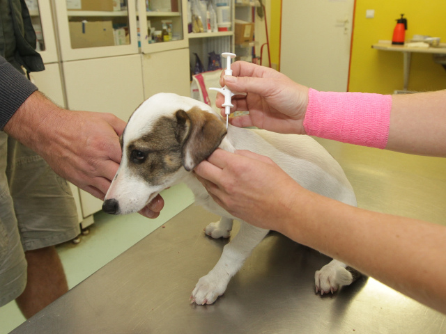 cipovanie psov, sloboda zvierat, pes, veterinár