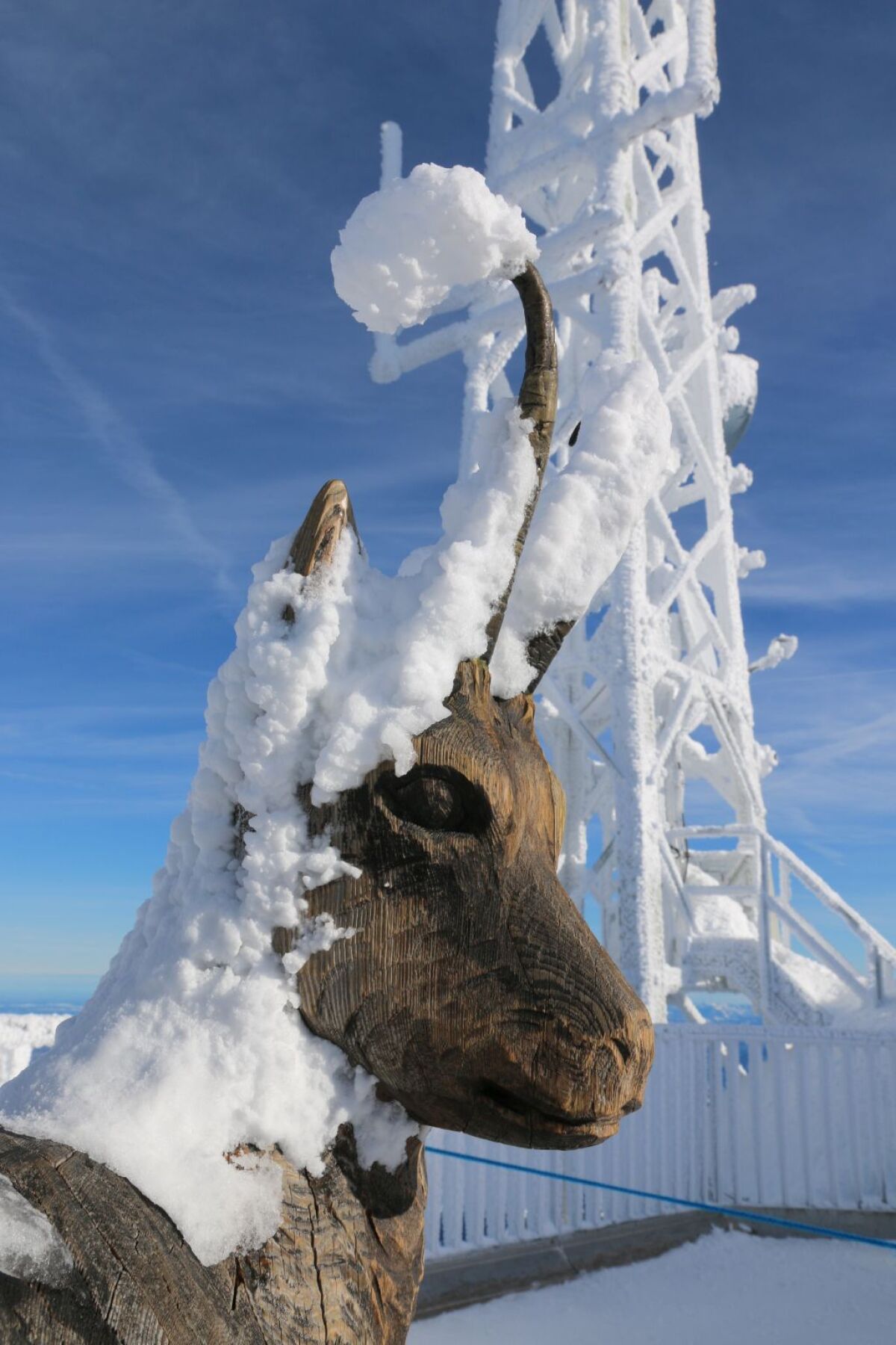 Kamzík, Alpy, Zugspitze, zima, sneh, mráz