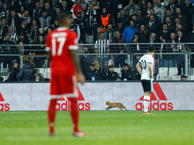 Besiktas Istanbul, mačka