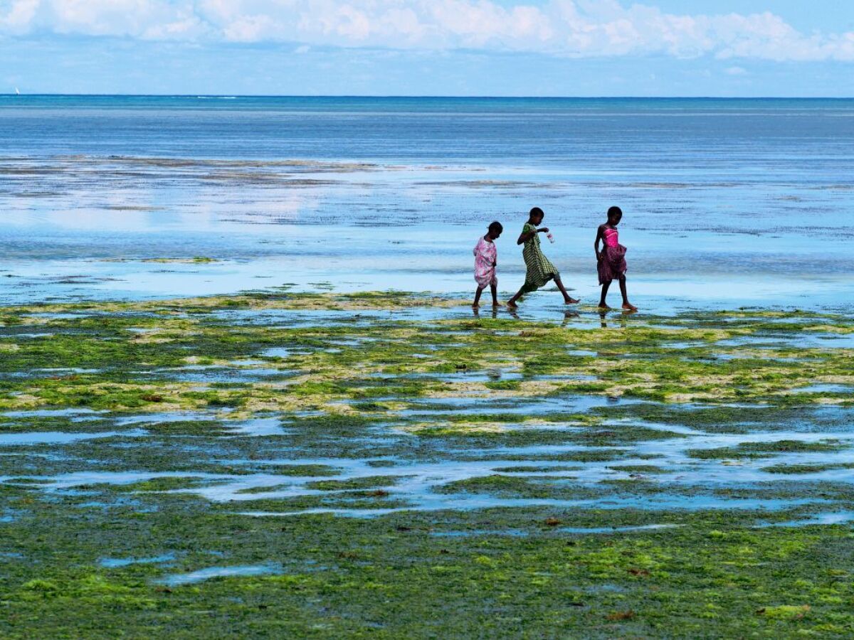 Zanzibar, oceán