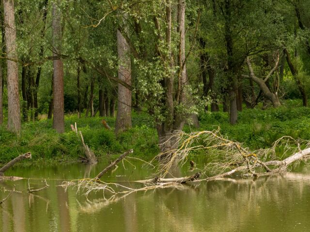 PopadaneÌ stromy suÌ neodmyslitelÌnou suÌcÌastÌou luhov. Nad hladinou poskytujuÌ dobreÌ stanovisÌte pre vodneÌ vtaÌctvo, pod hladinou zas vytvaÌrajuÌ uÌkryty pre ryby.

barat, BaraÌt, dunaj, danube parks 2.0,