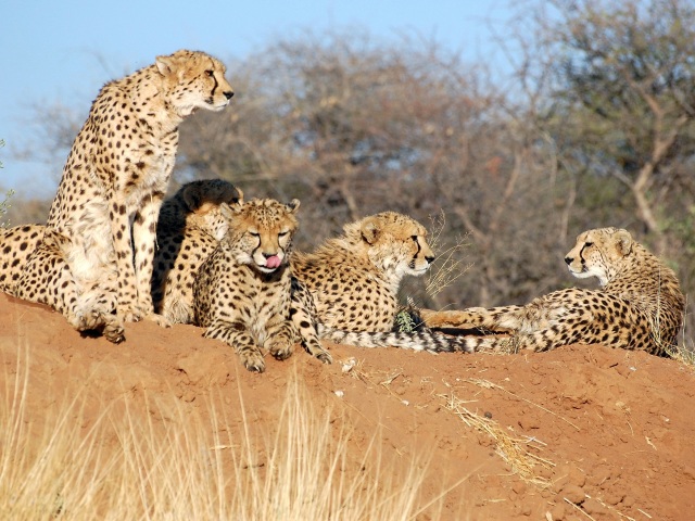 gepard, Namíbia