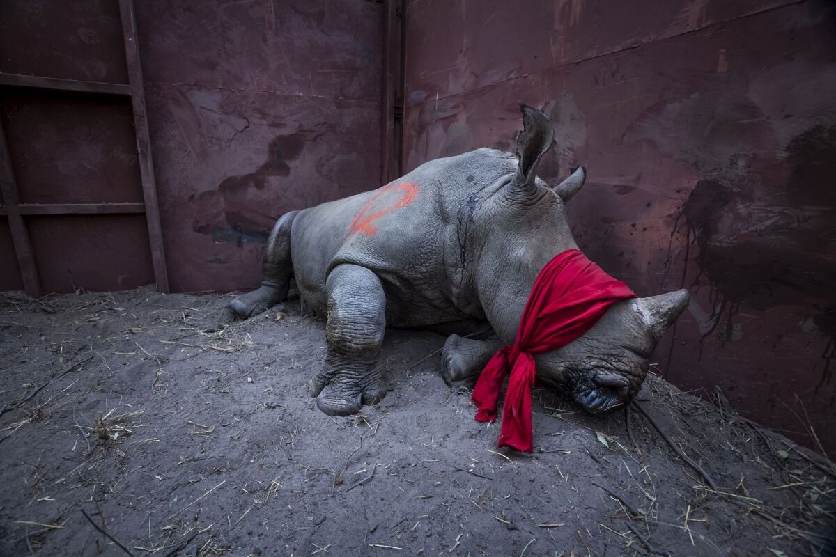 Holandsko Fotografia Súťaž World Press Photo