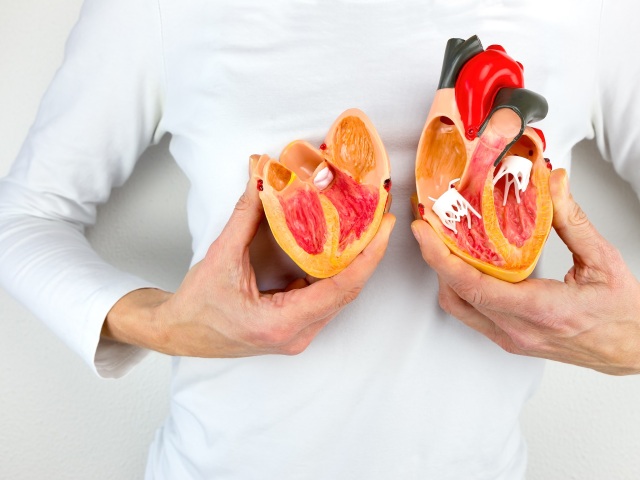 srdce, zdravie, model srdca, infarkt
